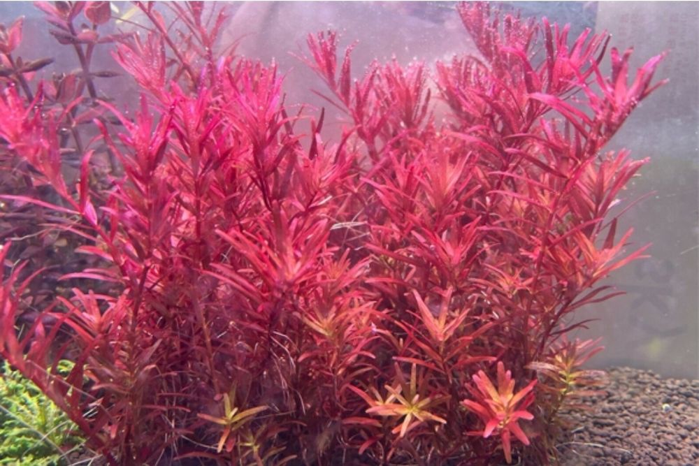 Акаариумные растение в Зоомагазине Кеша