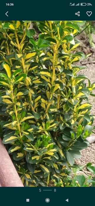 Birsklet bor sotiladi yunsoboya  va shamshotlat va boshqa kochatlar