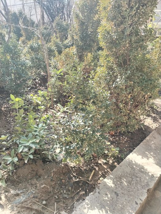 шамшод кучат бор