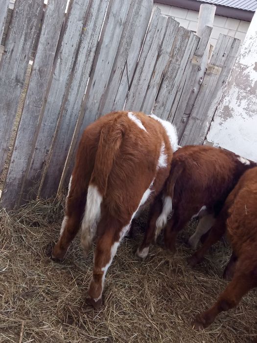 Корово потсос срочно