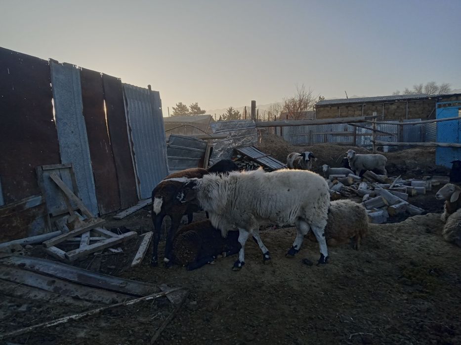 Продам қочқар годавалый