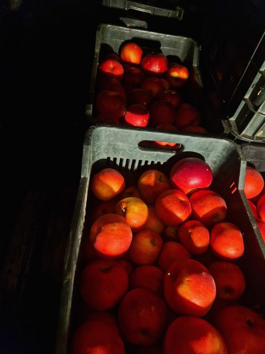 Vand  mere, Golden,  Florina,  Idared, Generos