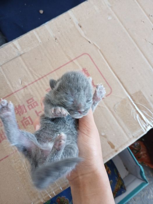 Котёнки здоровые