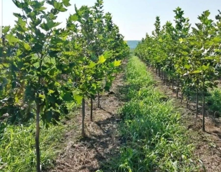 Tei argintiu mirositor, Platani - stejar mesteacăn mutitulpinar