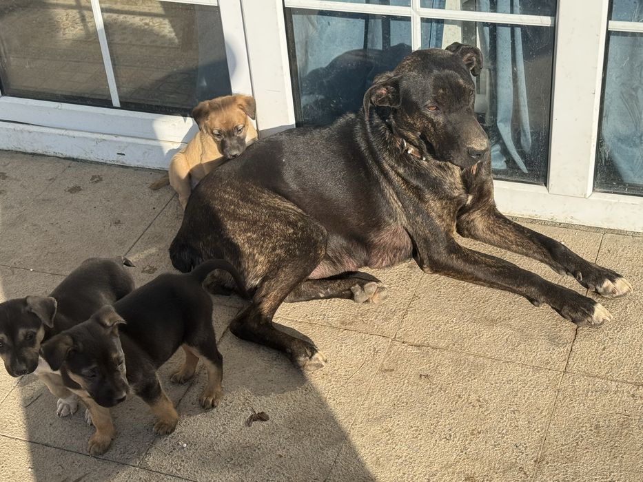 Отдам бесплатно