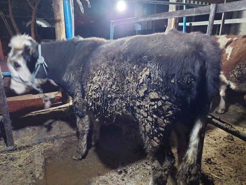 Буха бык бордахы