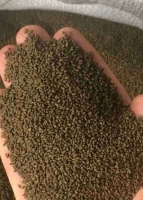 Семена клевера люцерна