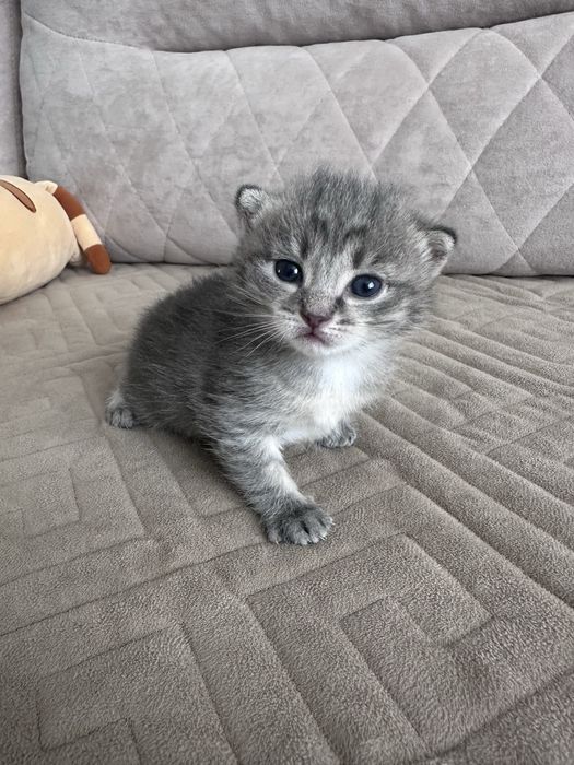 Отдам котенка в добрые руки