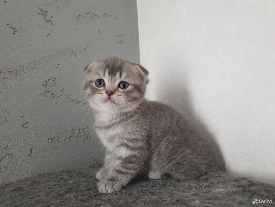 Вислоухие Шотландские котята