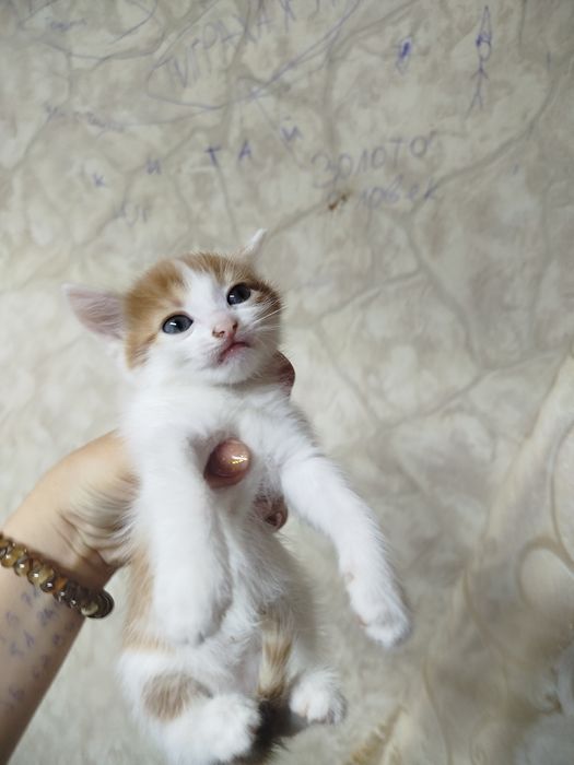 В добрые руки котенок мальчик