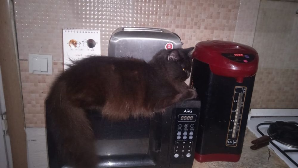 Отдам котёнка в хорошие