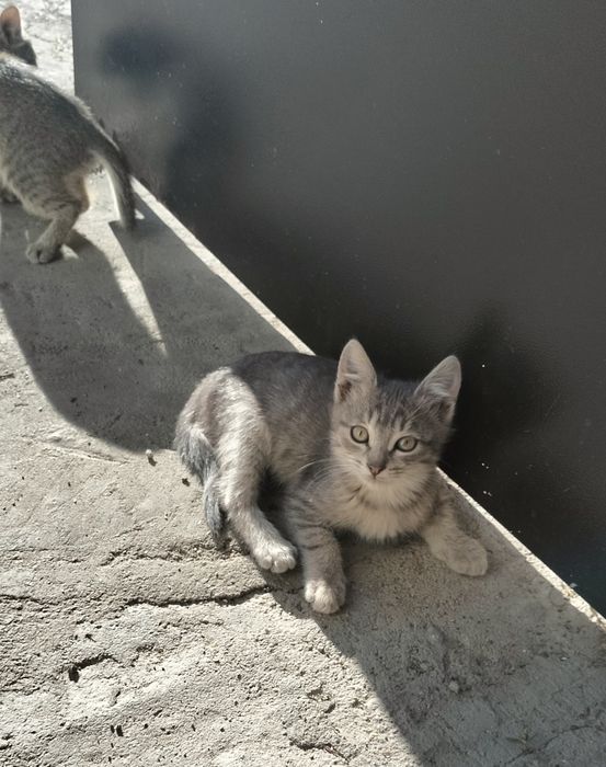 Хорошие котята ищат дом