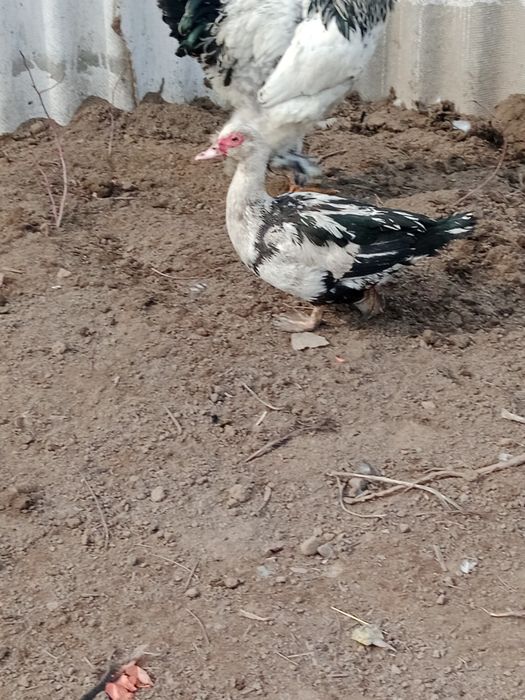 Продам индоуток самец и самки