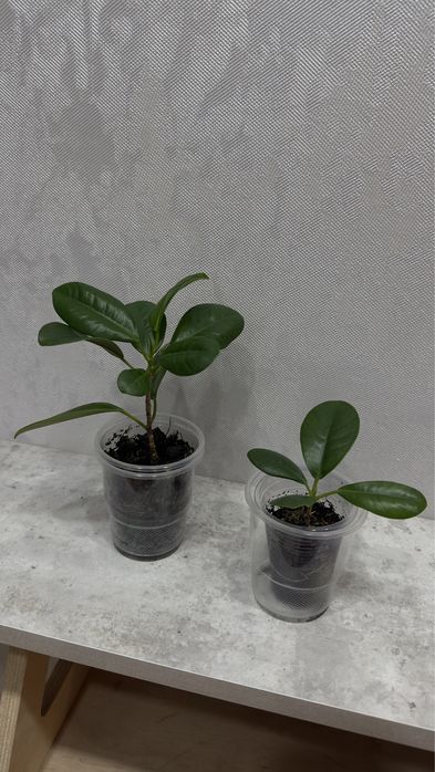 Фикус Мокламе укорененный