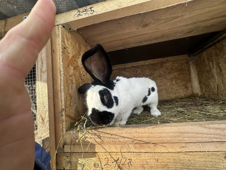 Vand iepuri diferite rase!!