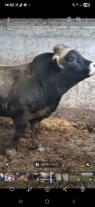 Taur Aubrac de vânzare
