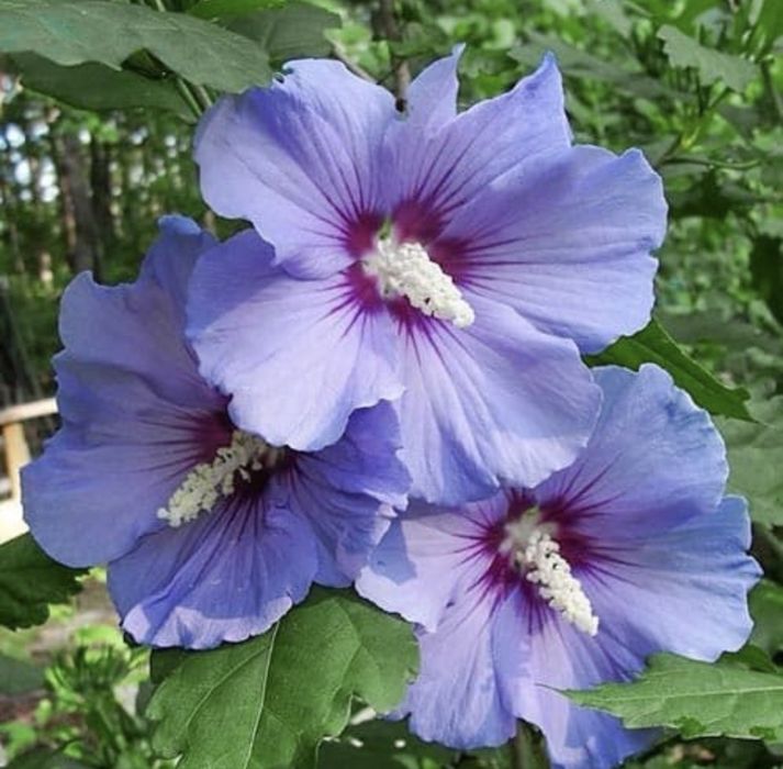 Саженцы черешни-бычий глаз, мальвы!