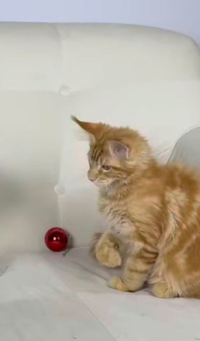 Пристраиваются котята