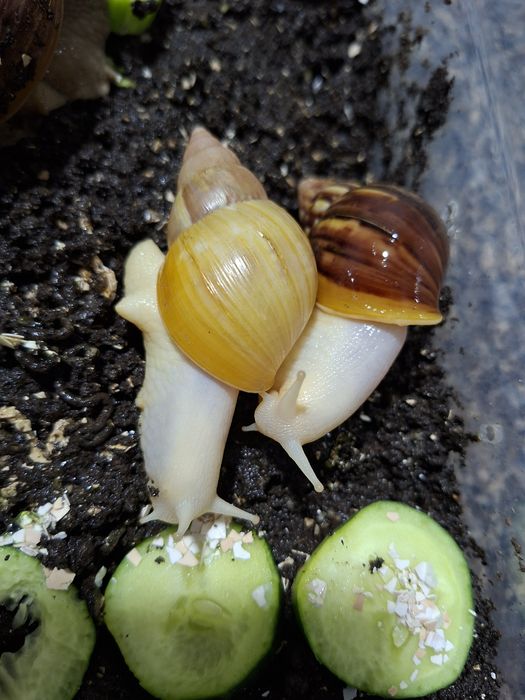 Ulitka fulika reticulatalar gigant zotlari