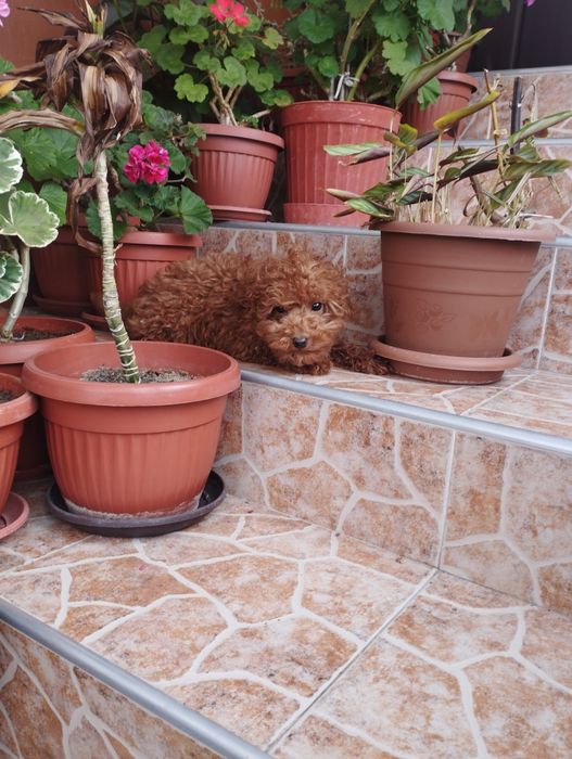 Той Пудел Toy Poodle.