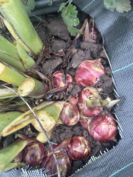 vand bulbi Canna indica