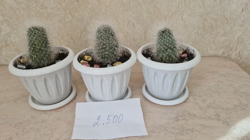 Цветы для офиса, школы и дома