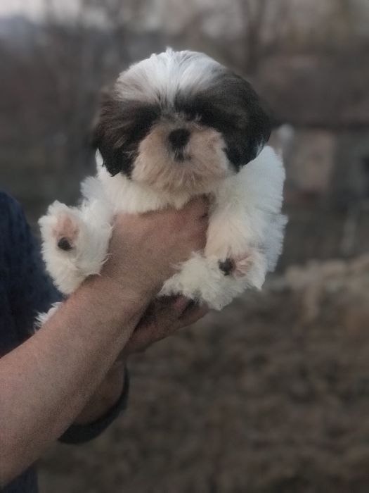 Лучшие Ши-тцу малыши