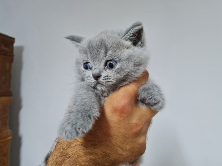 Pisic British Shorthair blue cu pedigree