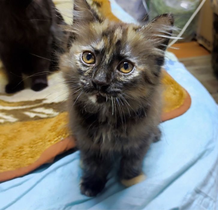 Отдам котят в добрые руки