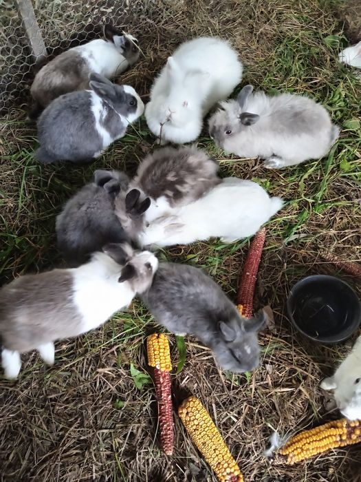 Iepuras de companie Cap de Leu pitic