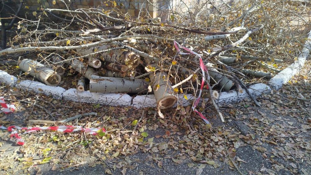 Тегін отын ағашы Дрова бесплатно
