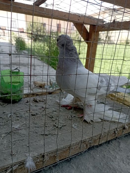 Samez kaptar sotiladi tozasi