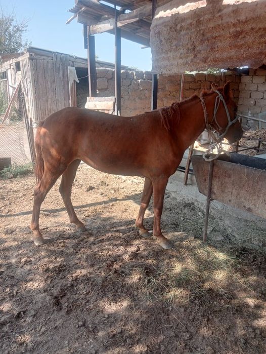 Ветеринарный услуги