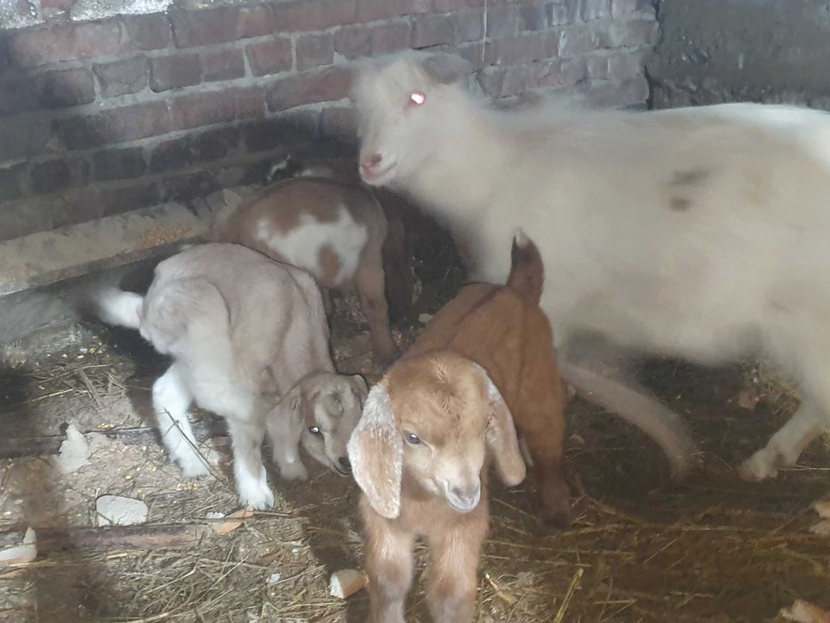 Iezi anglo virsa 2 saptamini