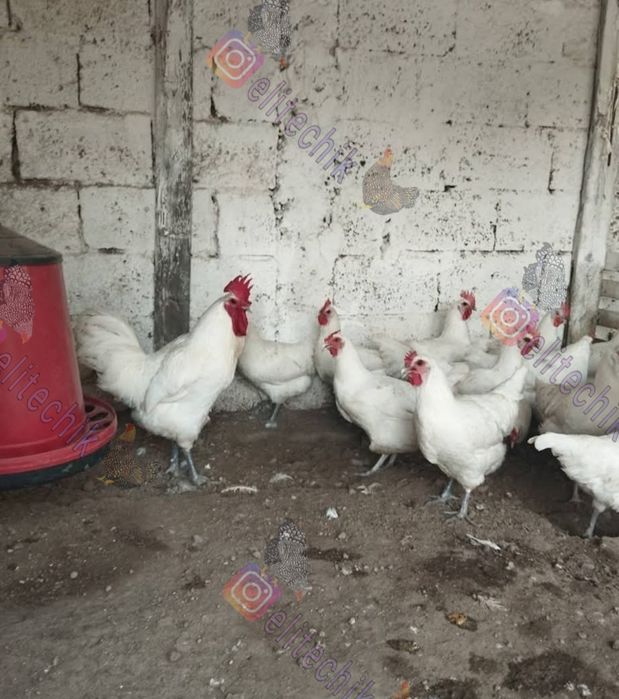 Бресс гальские быстрорастущие яйца