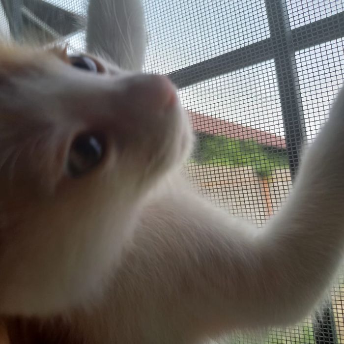 Котенок в Шымкенте