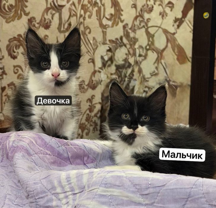 Отдам в хорошие руки