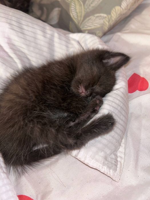 Котенок (девочка)