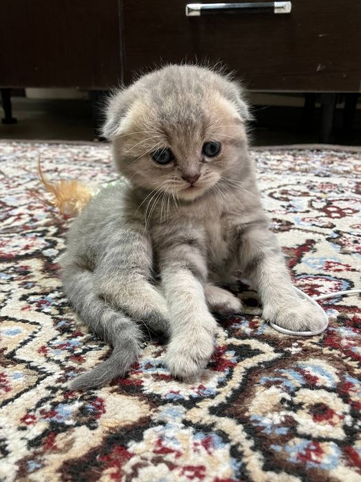 Вислоухие котята