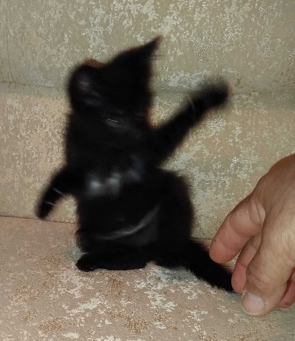Отдам в добрые руки котят .