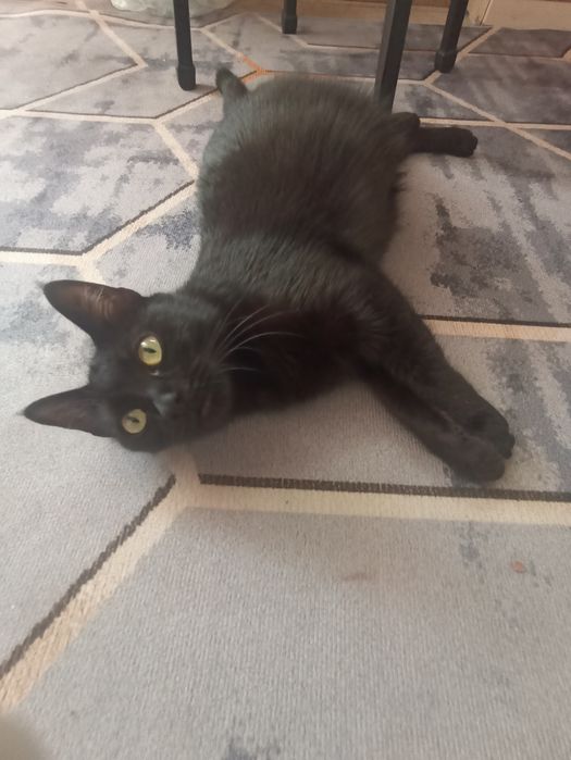 котята и кошка даром срочно
