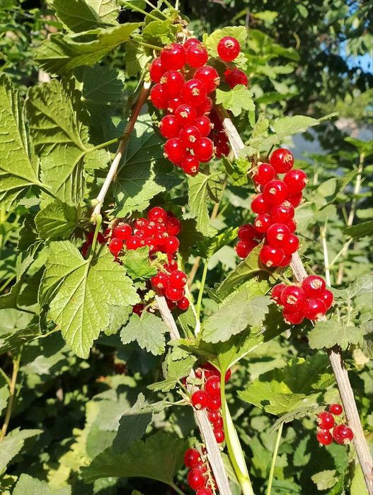 Бутасимон мевали ўсимликлар- Саженцы ягод