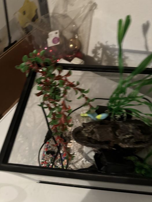 Acvariu pentru pesti