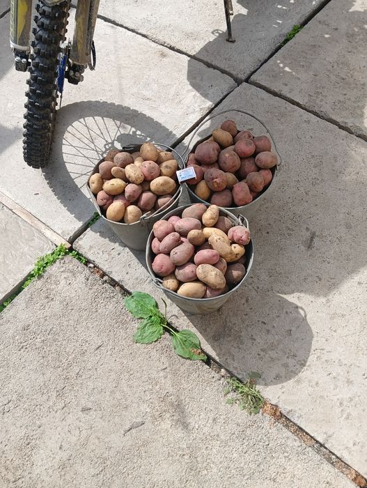 Продам картофель