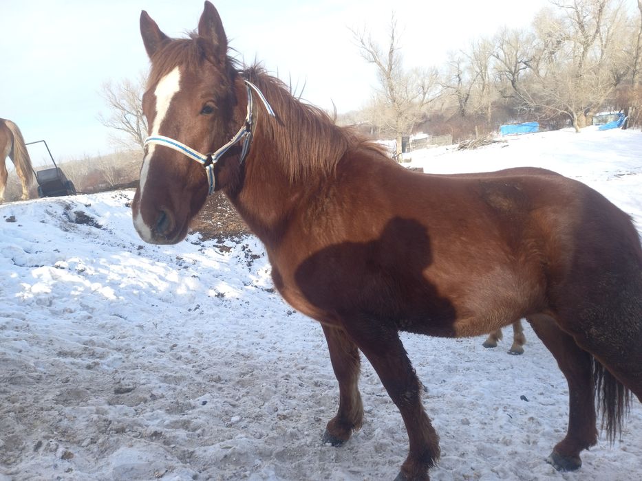 Продам жеребчика