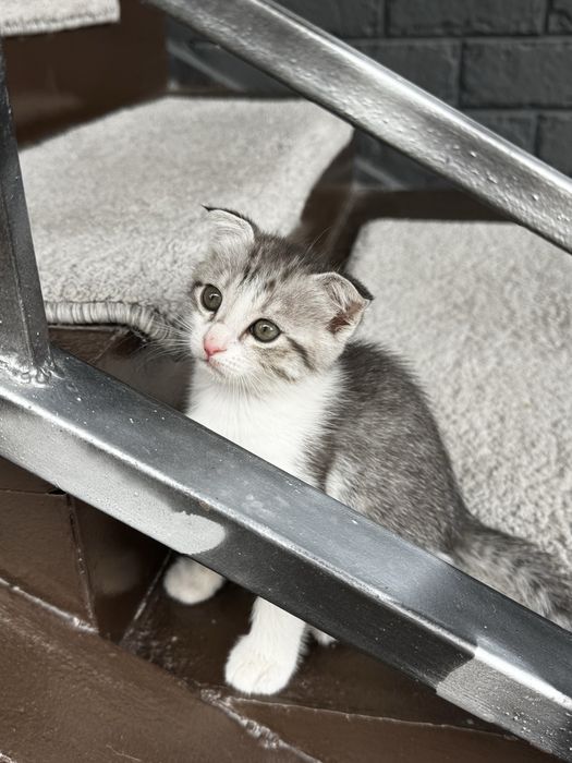 Отдам котенка серенького