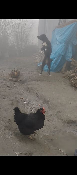 Alabay kuchuk sotiladi