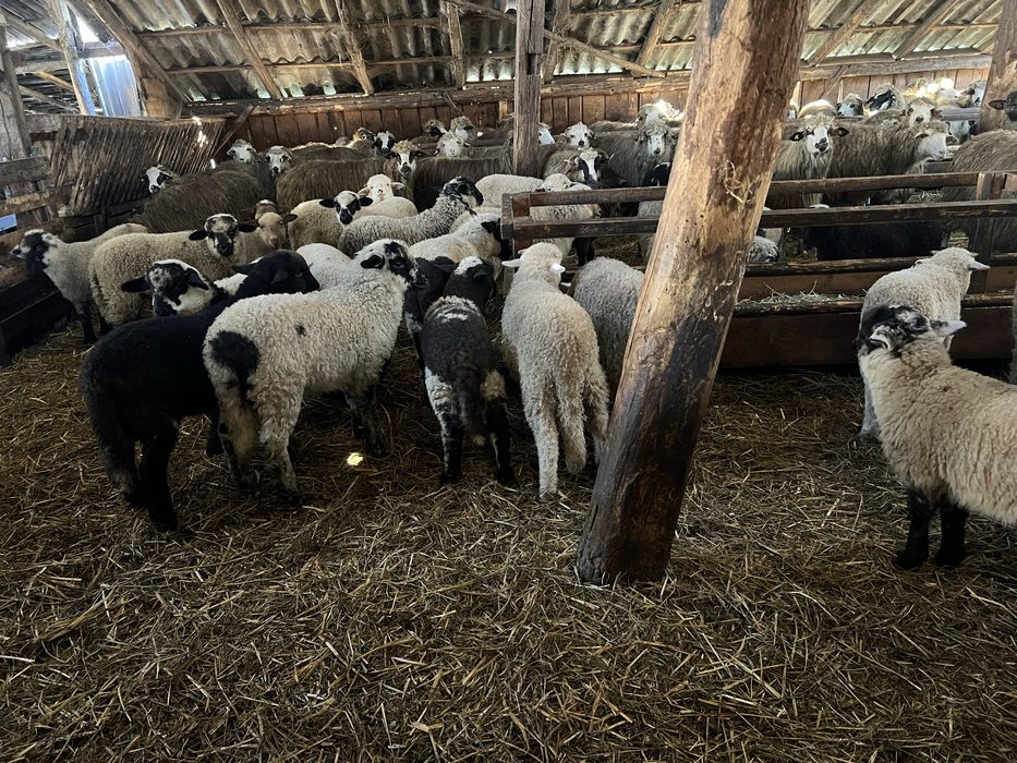 Vand 100 de oi cu miei