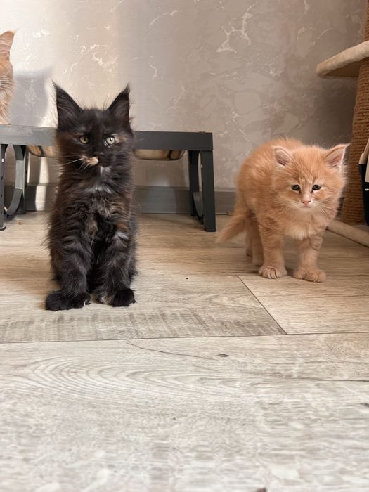 Кот Мейн Кун персиковый