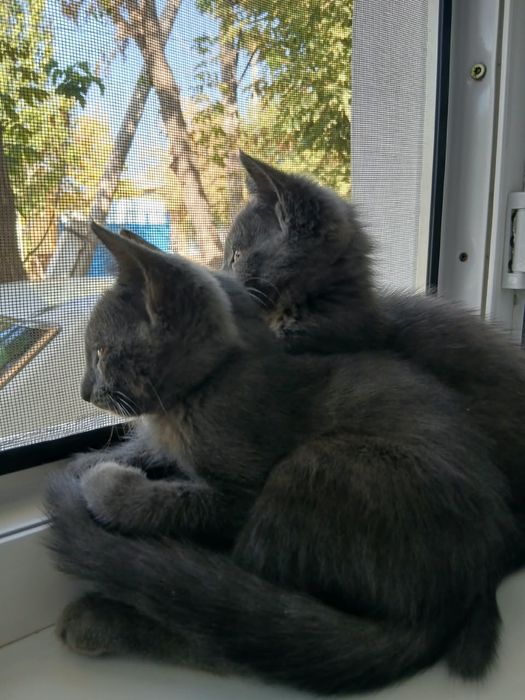 отдам котят в добрые руки